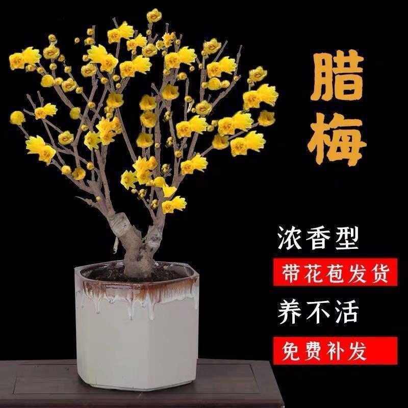 详情图