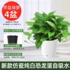 Green Loopen Potted Base Direct Direct Direct Plants Nagoto Hanging Green Bad New House Households to eliminate formaldehyde water