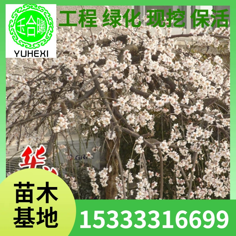 Поставка саженцев цветов сливы, подвесных цветов сливы, ландшафтного дизайна, подвесных ландшафтных деревьев с красными цветами сливы, перевернутых цветов сливы, дворовых растений.