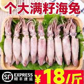 【顺丰】海兔子大个4斤天然满籽小墨鱼仔笔管鱼全籽海兔子今年货