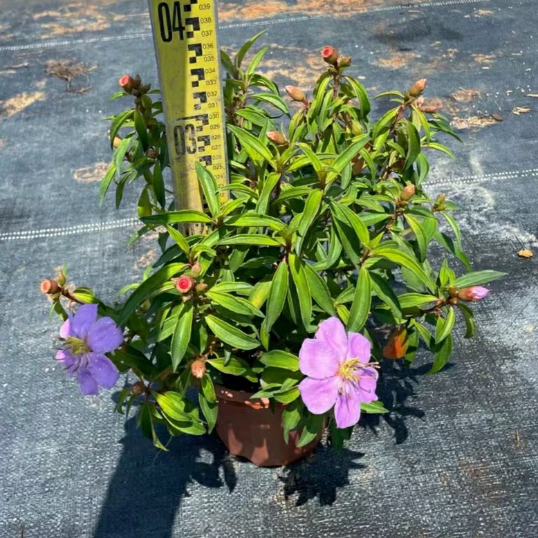 2401 Саженцы база оптовая поставка Tianjiao дикий пион 30-50cm высокий горшечный вечнозеленый цветочный кустарник