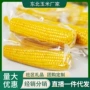 东北新鲜低脂早餐糯玉米