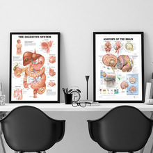 源头工厂人体骨骼帆布挂画英文五官内脏肌肉四肢医学教育装饰画芯