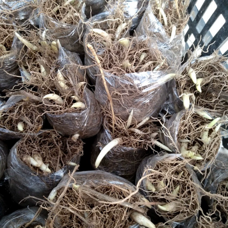 Выпучивание семян орхидеи шар комнатный горшечный луковичный цветок Цветочное цветущее растение Пряжка корень рассады орхидеи цветение в текущем году