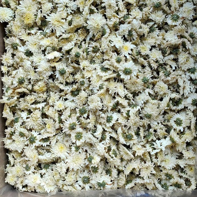 工場卸売バルク 500 グラム黄山公菊新到着 7 月菊茶ソース菊茶白菊|undefined