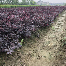 l t^ľ С繤ССëɫKľ̾G