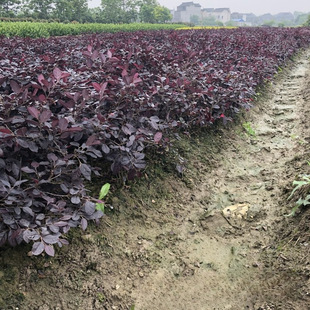 ���l �t���^ľ С�繤����С�������Сë��ɫ�K��ľ���̾G����