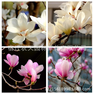 ���m�N�� �����m �S���m �V���m �t�����m�����m�������m������ľ