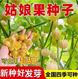 �����S����N�Ӗ|������N�� �t���� ���\�� �{�� ��{�r���N��