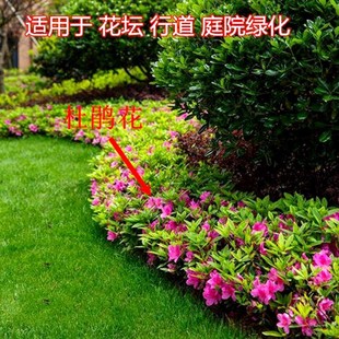 毛杜鹃小苗映山红树苗庭院绿化耐寒杜鹃花苗毛娟紫鹃夏鹃工程苗木-阿里巴巴