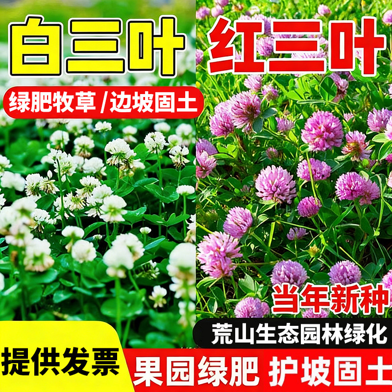 Clover seeds