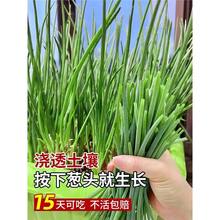 t^[Nļ[^С[NѼ̨߲ͥ˻[ɽ|[N