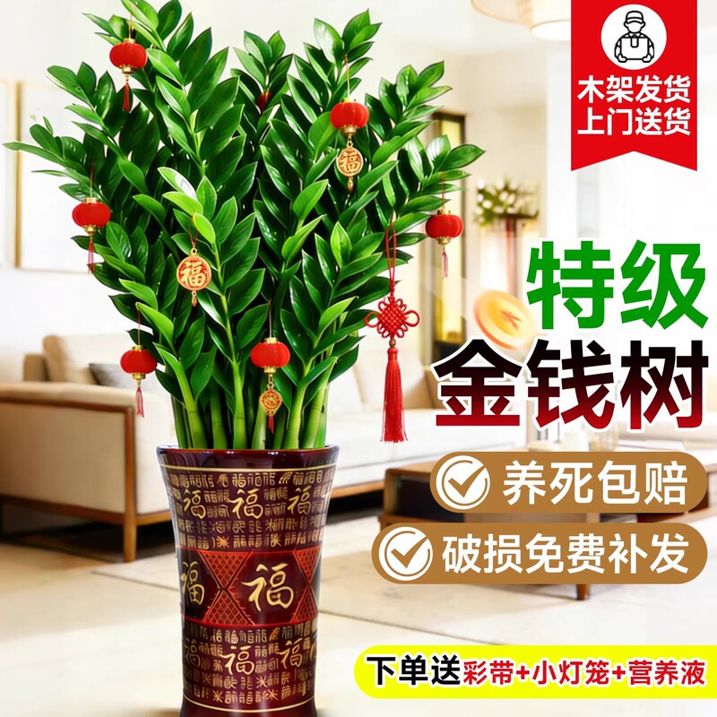 Money Tree Potted Plant for Living Room, Large Indoor Green Plant, Easy-To-Care-For Plant for Office, Money Tree for Business Opening Gifts