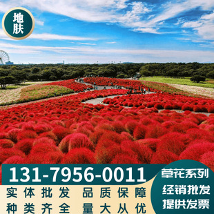 Factory Wholesale Red Leaf Kochia Green Leaf Greening Landscape Flowers Massive Large Favorably Complete Variety Can Be Cash on Delivery