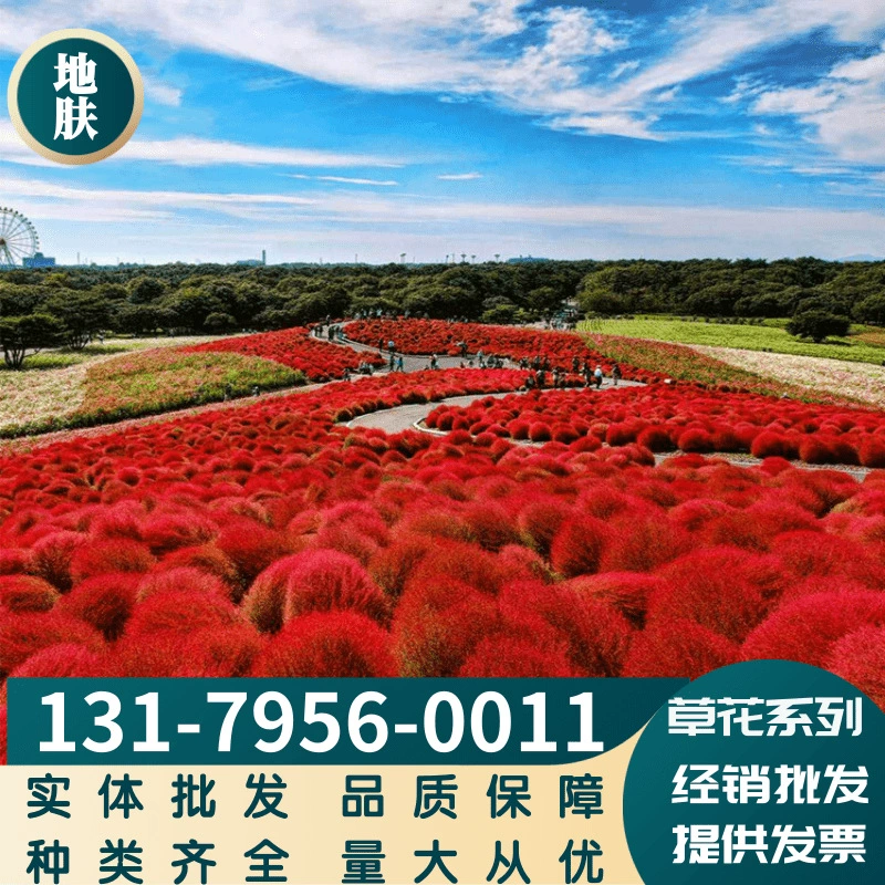 Завод оптом красный лист кожи Зеленый лист зеленый Пейзаж Цветы море количество из лучших сортов может быть оплачен при доставке