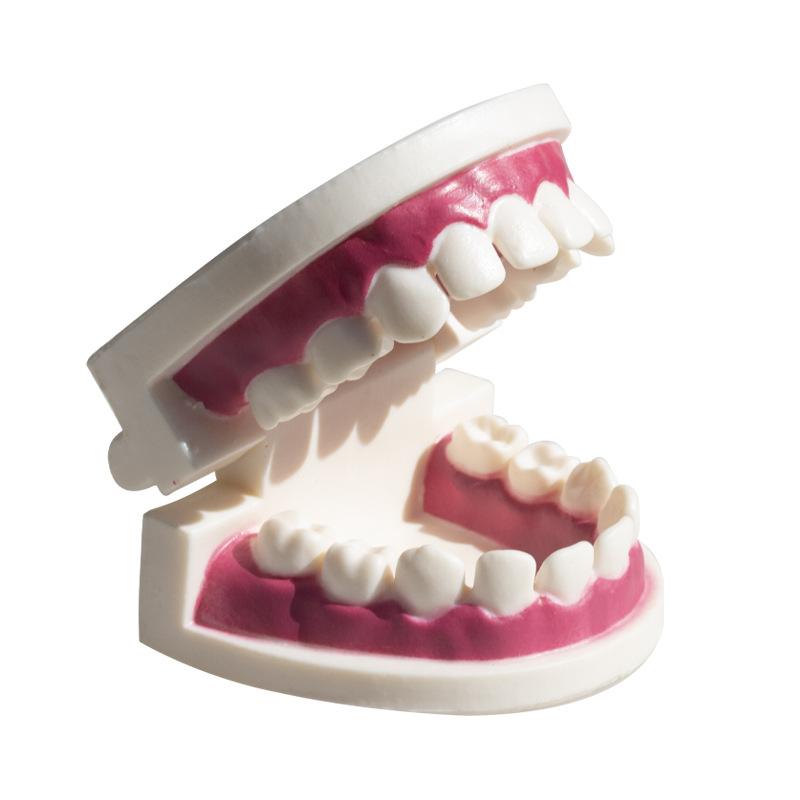 Material de la herramienta de práctica dental de belleza Ejercicio dental Modelo dental de resina Modelo de práctica de dentadura postiza Modelo dental entre dientes