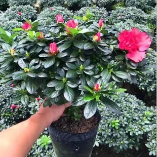 Rhododendron Potted Plant with Buds, Old Pile, Large Four-Season Flowering Plant, Indoor and Outdoor Balcony, Easy to Grow Florals