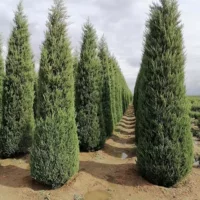 Taber Cypress Ляонин питомник кипарисовое дерево Taber Cypress Можжевельник 1-10 метров высокие характеристики