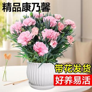 Carnation Potted Plant with Buds, Mother's Day Flower Bouquet, Blooms in All Seasons, Indoor Balcony, Easy to Grow Green Plants and Flower Gifts