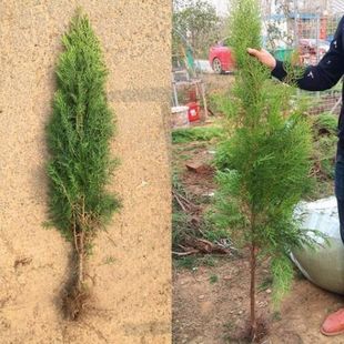 Seedlings of Cypress Trees, Flat-Sided Courtyard Greening Saplings, Side Pine and Cypress Leaves, Cypress Trees