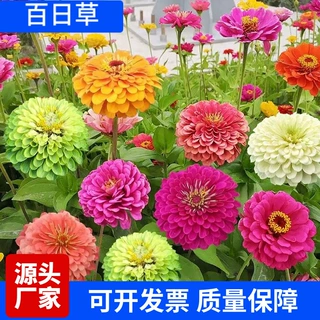 新百日草种子步步高百日菊种子花草花海打造花海景观绿化工程优夏