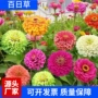 工程景观绿化花海种子
