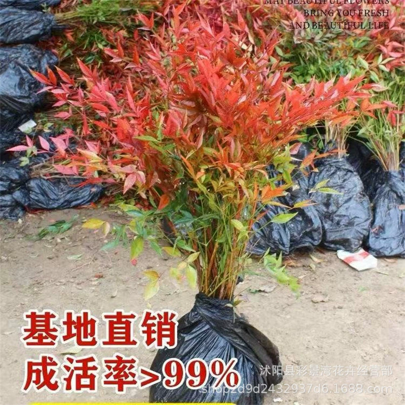 Оптовая продажа пламени Наньтяньчжу проект озеленение небольших саженцев в горшках саженцев