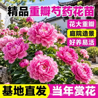 重瓣芍药花苗多年生宿根花卉庭院绿化造景易活大花盆栽基地直发