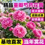 基地多年生大花庭院芍药花