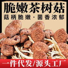 【一件代发】新鲜茶树菇干货菜类茶树菇菌菇煲汤商用散装10斤装批