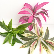 �����콶�����F�����ֲ�������쾰�Gֲ����������ز廨�bGֲ