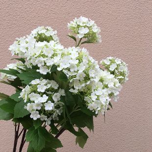 ���滨ľ����������ѩ�򻨹��S���l�͏d�[�Ż�Y��c�廨ľ����