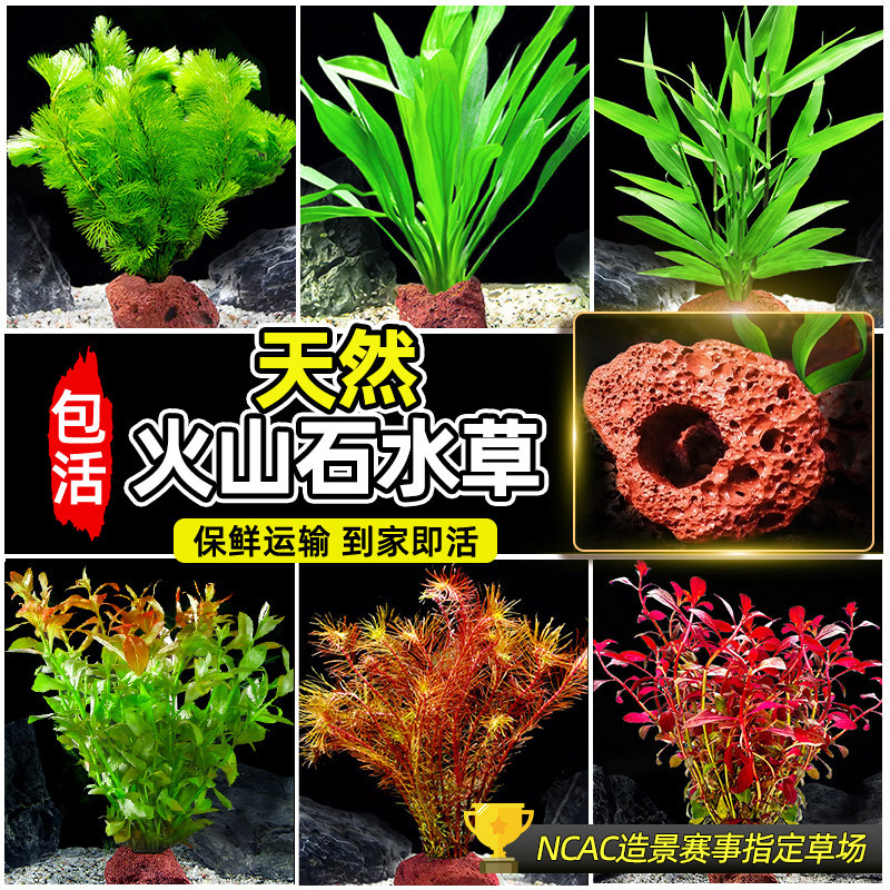 鱼缸水草植物真草造景摆件新手植物蜈蚣绿菊阴性草火山石净水绿植