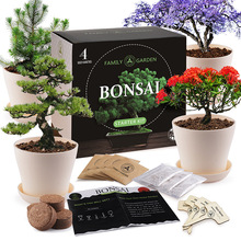 亞馬遜室內植物種植套件跨境新手入門園藝生長套裝創意花盆禮盒