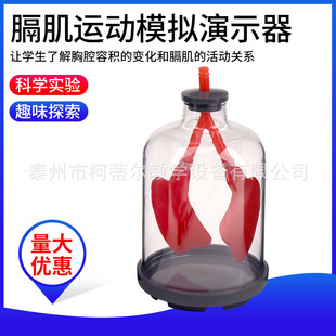 Diaphragm motion simulator lung breathing simulation demonstrator biological teaching equipment teaching aids
