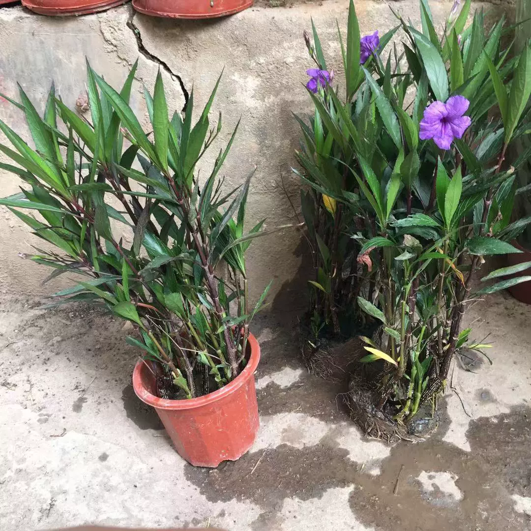 Посадка рассады орхидеи в горшке цветка Cuiluli Постоянно цветет в Цветочный сезон Длинное карликовое водное растение Cuiluli