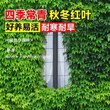 ��ɽ����������ֲ���ļ����಻���~�������N�Ӻ��B�Gֲ���܈@����