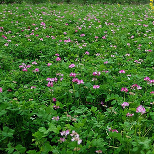 Milk Vetch Seeds, Nectar Plants, Grass Seeds, Four-Season Pasture Grass Seeds, Beekeeping Red Flower Orchard Green Fertilizer Seeds 0.5kg