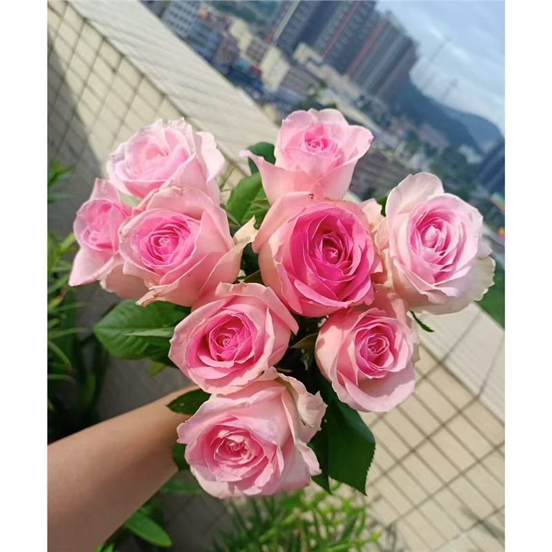 四季咲きのバラの花苗、特大の花つる苗、屋内外のバルコニー鉢植えバラ|undefined