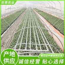 南瓜砧木嫁接西瓜苗 8424南方四季中晚期品种 阳台种植育苗盆栽
