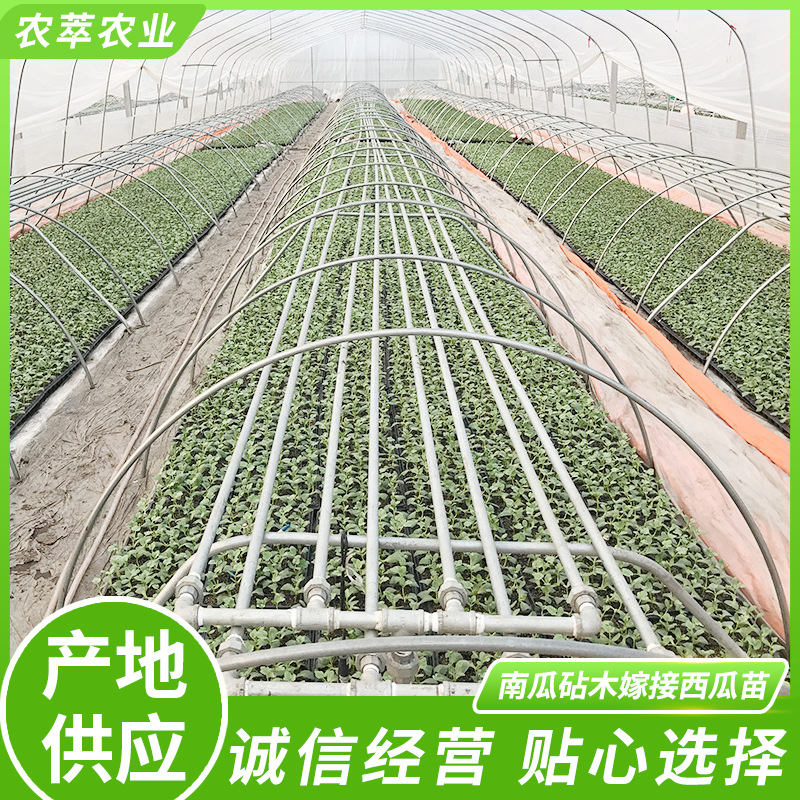 南瓜砧木嫁接西瓜苗 8424南方四季中晚期品种 阳台种植育苗盆栽