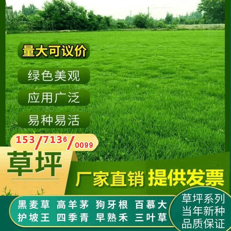 Озеленение Семена Газона Высокий Овсяная Семена Ржи Bermudagrass Poa для защиты склонов