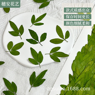 Wholesale spring flower and leaf children's teaching dried flower diy material bag manual flower card natural plant embossing