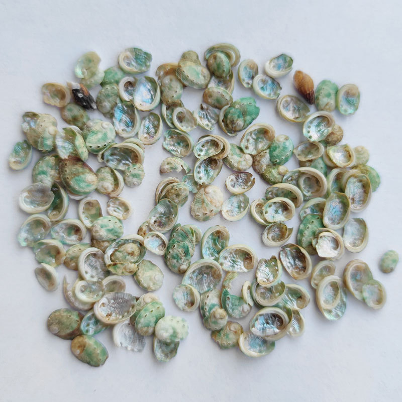 迷你鲍鱼贝主图1