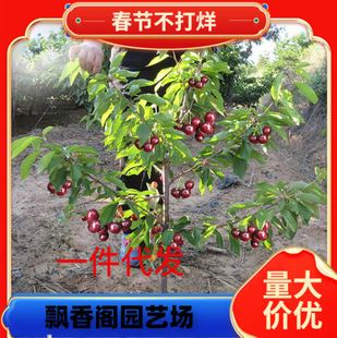 Cherry Tree Vines Planted in the South and North Potted Cherries Extra Large Cherry Trees Cold-Resistant Ground Planting Courtyard Cherry Saplings