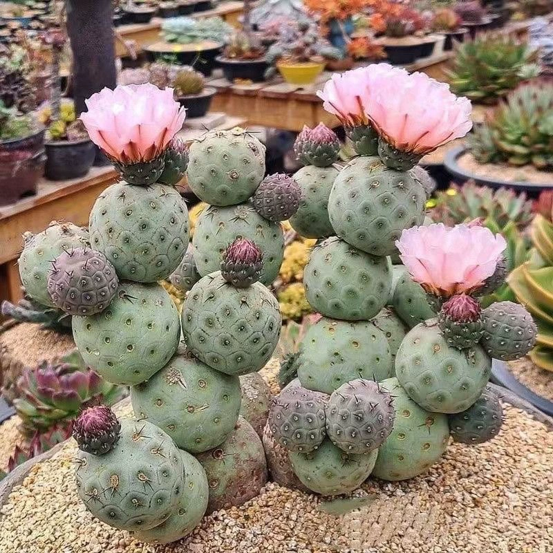 Xi Zhiye Cactus Flowering Ball Цветущий веер редкий, дорогой, легкий в жизни, суккуленты в горшках с переменным фиолетовым кактусом