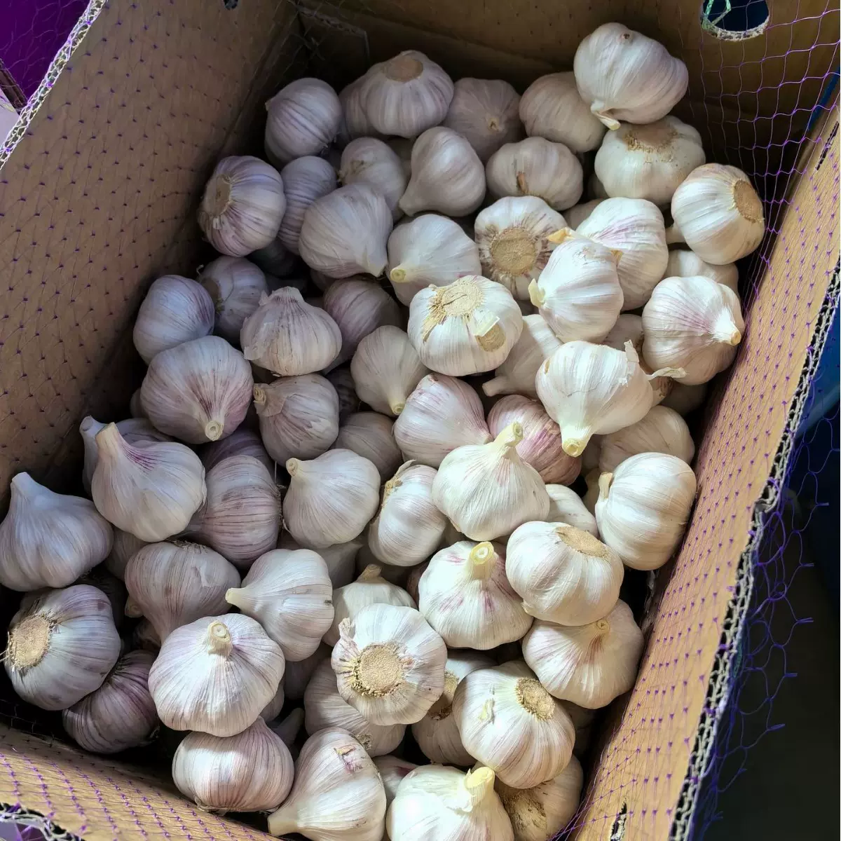 定做出口大蒜4.5 5.0 5.5 10公斤纸箱包装可发非洲东南亚等国家