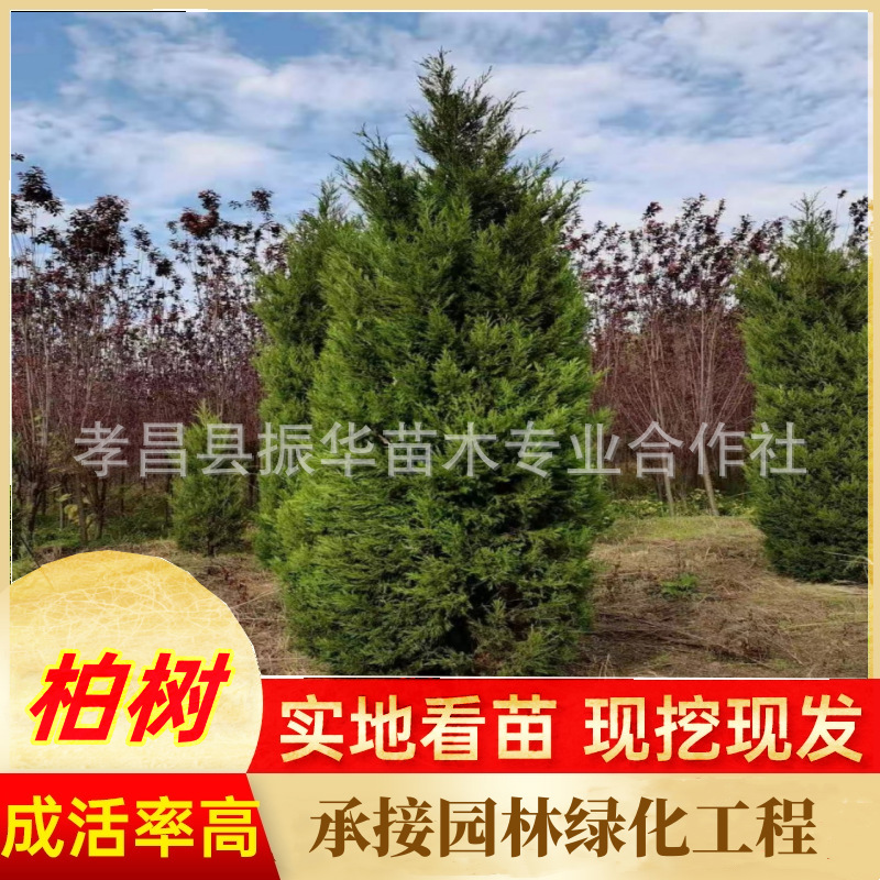 供应塔柏树墓地清明节坟地树高速公路围档松柏树四季常青易养好活