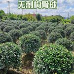 无刺枸骨吉祥树金玉满堂鸿运果四季常青无刺构骨球耐寒绿化苗木