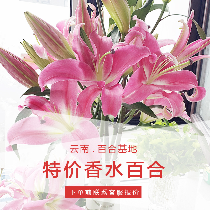 百合鲜花直批昆明基地花店摆摊开业花篮婚礼布置基地批发 10支/扎